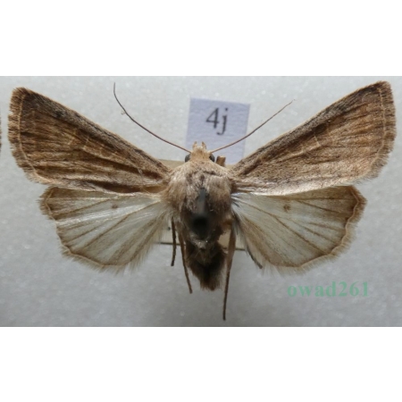 Caradrina morpheus (Hufnagel, 1766) Światłówka sennica Czech4j